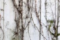 Sticky Vines Growing on Exterior Siding