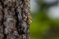 Sticky yellow sap beads up and drips down the side of a pine tree trunk