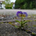 Little flower  in Stones Royalty Free Stock Photo