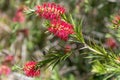 Stiff bottlebrush (callistemon rigidus) flowers Royalty Free Stock Photo