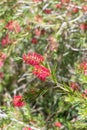 Stiff bottlebrush (callistemon rigidus) flowers Royalty Free Stock Photo