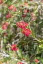 Stiff bottlebrush (callistemon rigidus) flowers Royalty Free Stock Photo