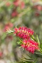 Stiff bottlebrush (callistemon rigidus) flowers Royalty Free Stock Photo