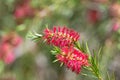 Stiff bottlebrush (callistemon rigidus) flowers Royalty Free Stock Photo