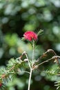 Stiff bottlebrush (callistemon rigidus) flowers Royalty Free Stock Photo