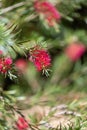 Stiff bottlebrush (callistemon rigidus) flowers Royalty Free Stock Photo