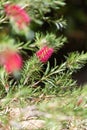 Stiff bottlebrush (callistemon rigidus) flowers Royalty Free Stock Photo