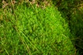 Stiff clubmoss Lycopodium annotinum covering forest floor in Ireland