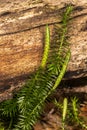 Stiff Clubmoss