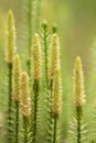 Stiff clubmoss Lycopodium annotinum