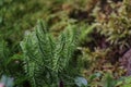 Stiff Clubmoss Royalty Free Stock Photo