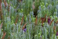 Stiff Clubmoss 807260