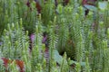 Stiff Clubmoss 807261