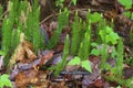 Stiff Clubmoss 807262