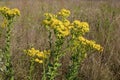 Stiff Goldenrod   846560 Royalty Free Stock Photo