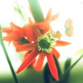 Stigma closeup of Passiflora racemosa Royalty Free Stock Photo