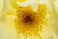 Stigma and pollen