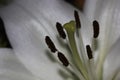 Stigma & Stamens Of An Easter Lily Flower lilium longiflorum Royalty Free Stock Photo