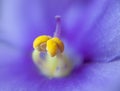 Stigmas and pistils blue-purple african violet. Royalty Free Stock Photo