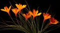 stigmas saffron flowers Royalty Free Stock Photo