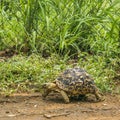 Stigmochelys pardalis, leopard tortoise walking in the bush Royalty Free Stock Photo