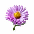 An stiker A single, detailed illustration of a purple aster flower with a visible yellow core and numerous petals