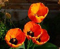 Pretty orange tulips.