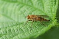A Stiletto Fly, Thereva nobilitata, resting on a leaf.
