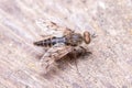 Stiletto fly, Thereva sp, posed on a wooden floor under the sun