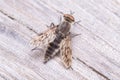 Stiletto fly, Thereva sp, posed on a wooden floor under the sun