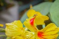 Stiletto Fly (therevidae) sitting on a yellow nasturtium garden flower Royalty Free Stock Photo
