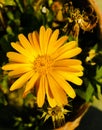 Still alive crysanthemum flower Royalty Free Stock Photo