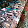 Fishes for sale in Khlong Toei Market, Bangkok, Thailand