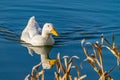 White pekin duck swimming on a still clear pond with reflection in the water Royalty Free Stock Photo