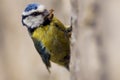 Still close up image of Blue Tit or Cyanistes caeruleus holding a spider in its beak