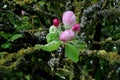 Still closed dark pink flowers of an apple tree. Close up. Royalty Free Stock Photo