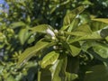 Still closed flower of an orange tree Royalty Free Stock Photo