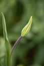 Still closed tulip blossom nicely curved