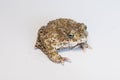 Still european green toad, bufotes viridis, with red spots in mating season from side view. Patterned frog at sunrise