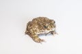 Still european green toad, bufotes viridis, with red spots in mating season from side view. Patterned frog at sunrise