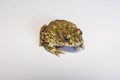 Still european green toad, bufotes viridis, with red spots in mating season from side view. Patterned frog at sunrise