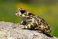 Still european green toad with red spots in mating season from side view