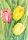 Still-flowering pink tulips and two yellow tulips on a background of light green color with dew drops were painted in watercolor Royalty Free Stock Photo