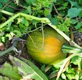 Hiding Pumpkin Royalty Free Stock Photo