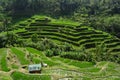 Tegallalang Rice Terrace in Ubud Royalty Free Stock Photo