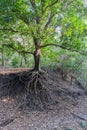 Still a green tree, but already devoid of soil under the roots due to soil erosion caused by human activity Royalty Free Stock Photo