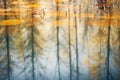 still lake surface with ghostly reflection of the surrounding woods