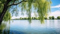 Still lake with weeping willow trees in scenic view Royalty Free Stock Photo