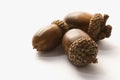 Still life of acorns. Royalty Free Stock Photo