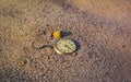 Still life - Antique rotten pocket watch buried partial in the sand at the sunset Royalty Free Stock Photo